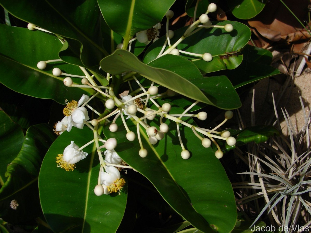 Calophyllum inophyllum L.
